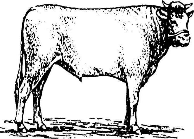 быков-производителей фиксируют за носовое кольцо