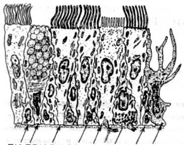 Клеточный состав реснитчатого эпителия воздухоносных путей