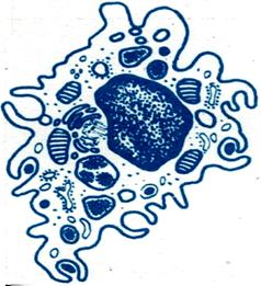 Ультрамикроскопическое строение макрофага и фибробласта