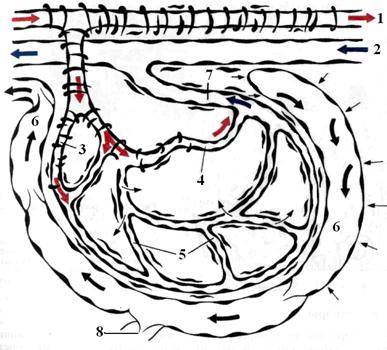 Схема будови Мікроциркуляторного русла