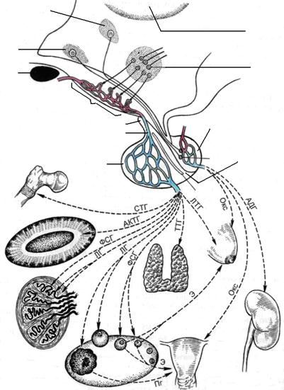 Гіпоталамо-гіпофізарна ендокринна система і її органи-мішені