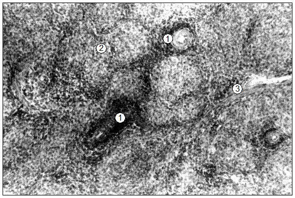Гистотопограмма селезенки поросенка (сутки). Гематоксилин и эозин, МБИ-6, х80: 1 – периартериальная лимфоидная муфта; 2 – красная пульпа; 3 – трабекула