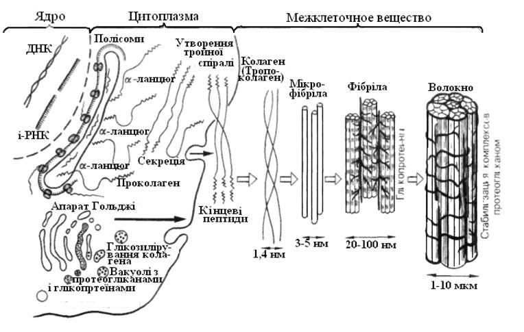 синтез колагену