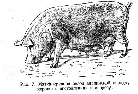 Матка хорошо подготовленная к опоросу 