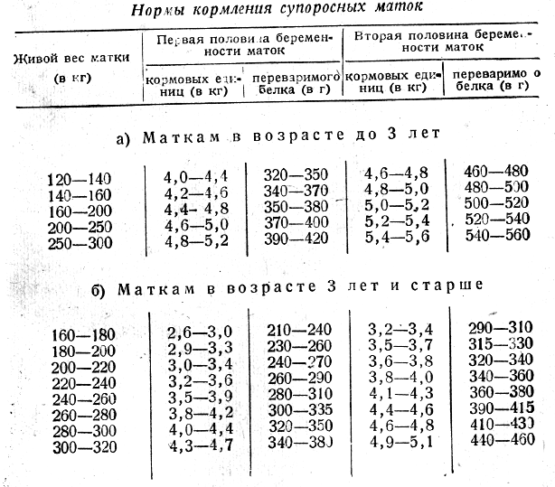 Нормы кормления супоросных  маток