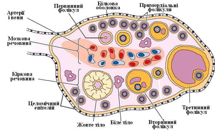 морфологчнии змн в ячнику