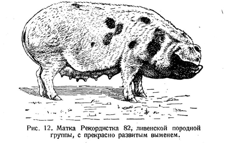 Матка с прекрасно развитым выменем