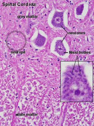 описание: spc20he