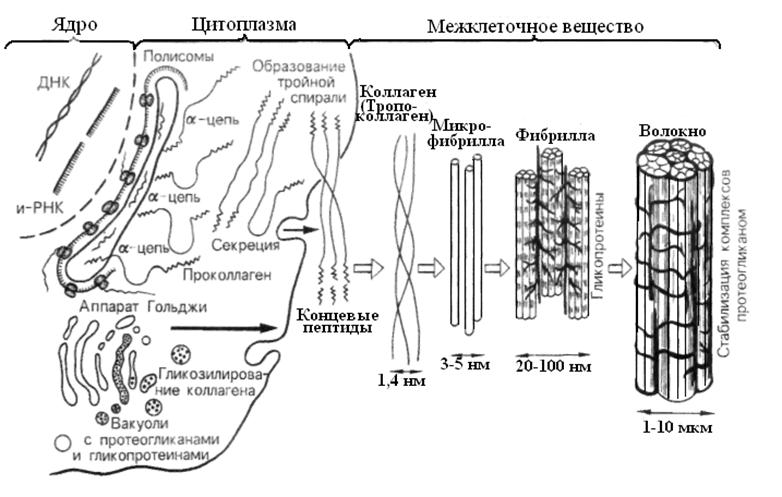 синтез коллагена в цитоплазме фибробласта и внеклеточного фибриллогенез