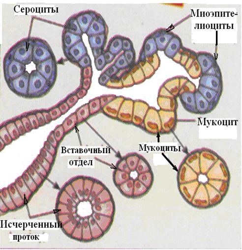 строение многоклеточной экзокринной трубчато-альвеолярной железы
