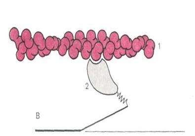 смещение актиновых и миозиновых филаментов этап 2