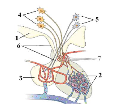 нейро-ендокрина система