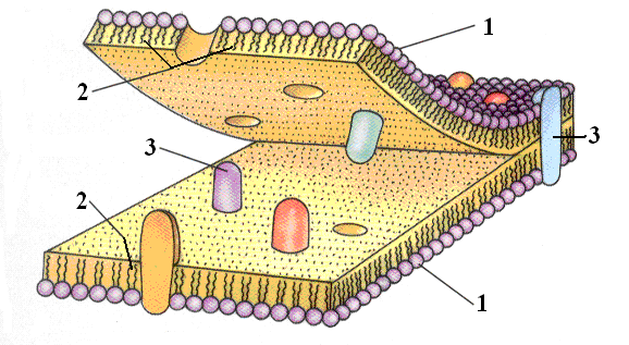 біологічна мембрана