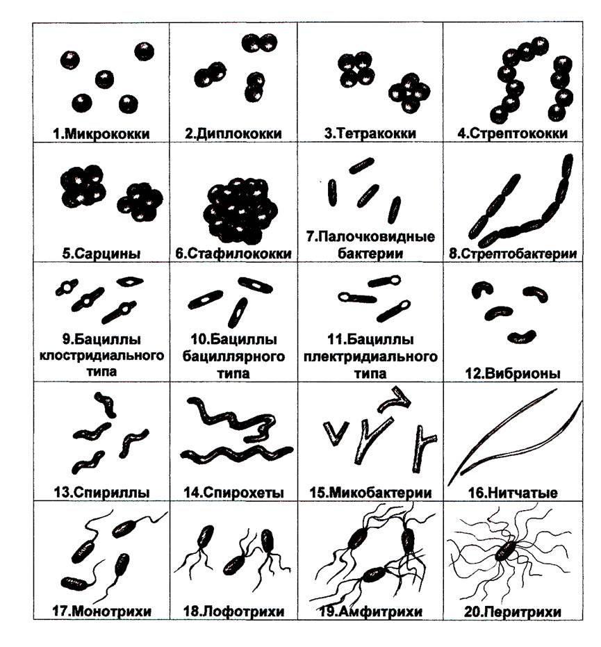 Морфология бактерий