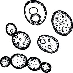Saccharomyces Cerevisiae – хлебные дрожжи