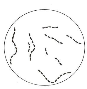 actobacillus plantarum