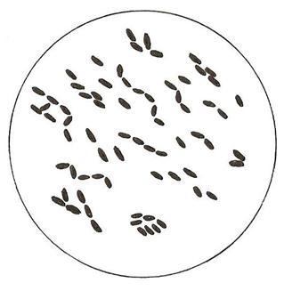 Bacillus Mycoides