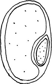 Bdellovibrio вActeriovorus