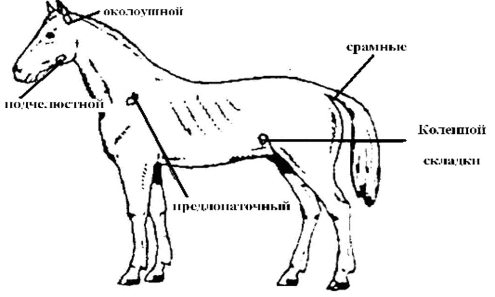 Расположение поверхностных лимфатических узлов у лошади