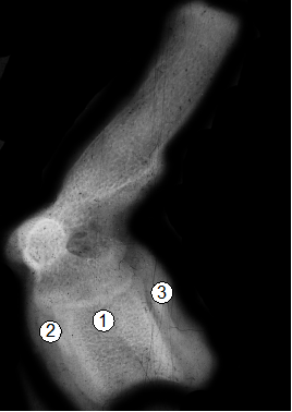 Рентгенограма 9-го грудного хребця поросяти