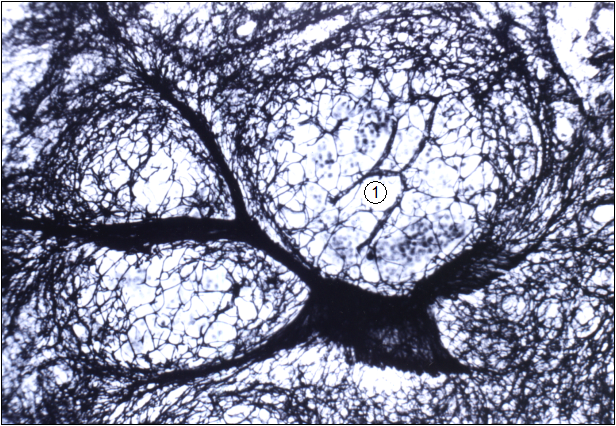 Гістотопограма нижньощелепного лімфатичного вузла