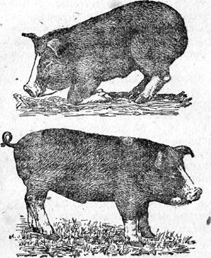 Витамин а в питании свиней