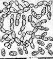 Дрожжевые клетки под микроскопом