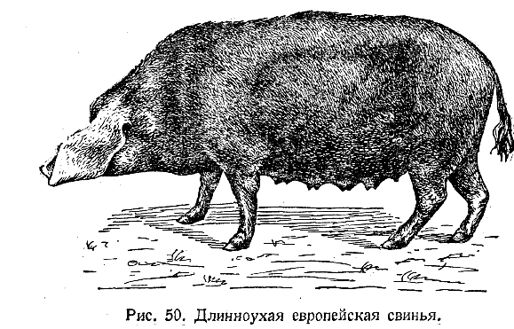 Длинноухая европейская свинья
