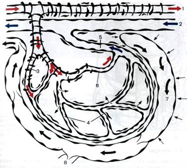 Схема строения микроциркуляторного русла