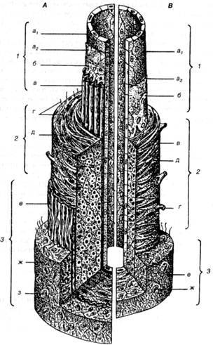 Схема строения стенки артерии и вены мышечного типа