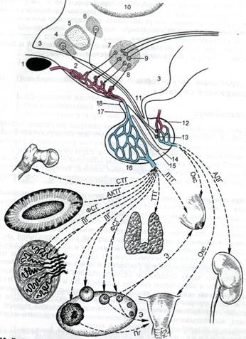 Гипоталамо-гипофизарная эндокринная система и её органы-мишени