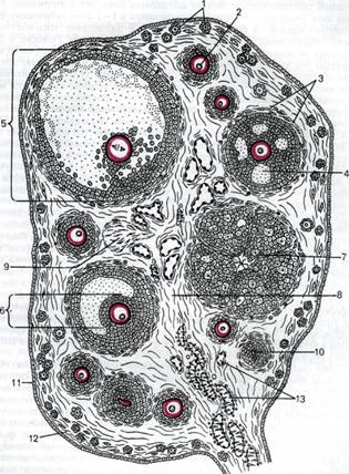 Циклические изменения в яичнике