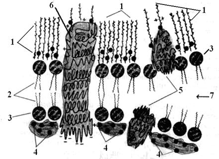 Схема ультраструктуры клеточной оболочки