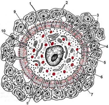 Схема ультрамикроскопического строения яйцеклетки млекопитающего