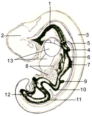 Графическая реконструкция эмбриона млекопитающего в сагиттальном разрезе на стадии органогенеза