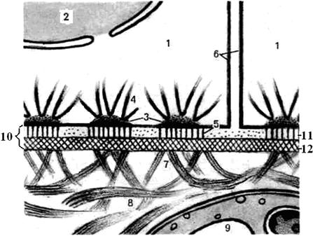 Схема строения базальной мембраны