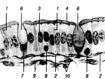 Однослойный столбчатый однорядный каёмчатый эпителий кишечника