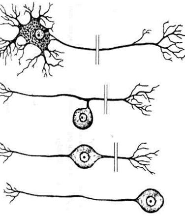 Морфологическая классификация нейронов