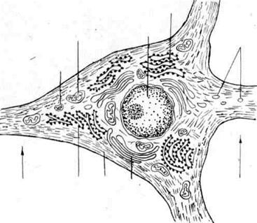 Схема ультрамикроскопического строения нейрона