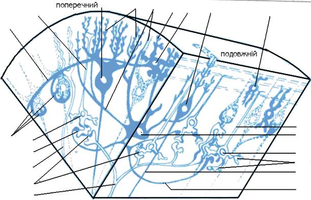 Схема міжнейронних зв'язків в корі мозочка