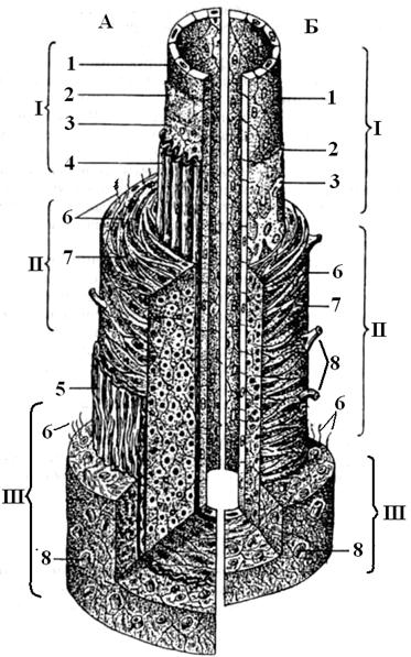 Схема будови стінки артерії і вени м'язового типу