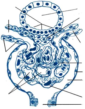 Схема будови ниркового тільця 