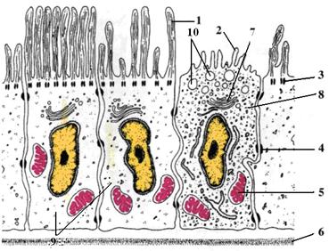 Схема ультрамікроскопичної будови Епітеліоцитів ендометрія 