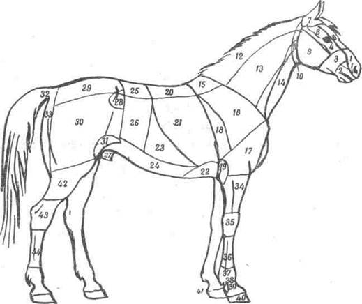 Наименование частей тела у лошади