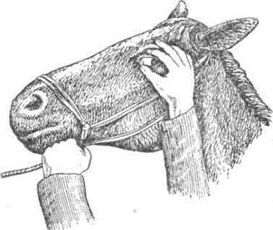 Исследование слизистой глаза у лошади.