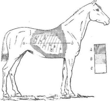 Зона везикулярного дыхания лошади