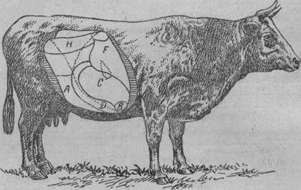 Топография органов брюшной полости у крупного рогатого скота