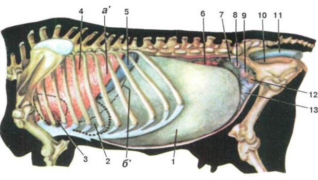 Топографія внутрішніх органів великої рогатої худоби