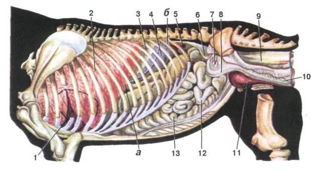 Топографія внутрішніх органів коня
