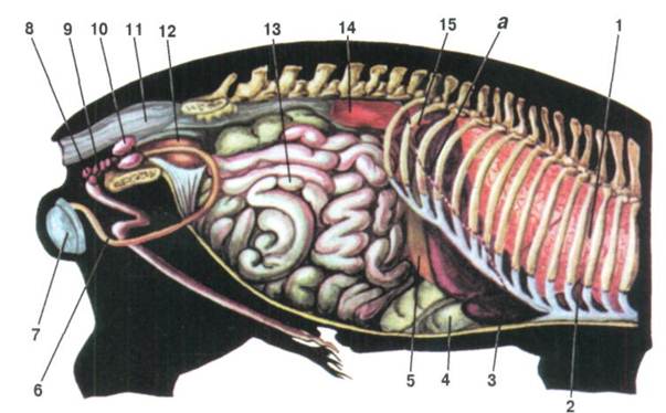 Топографія внутрішніх органів свині
